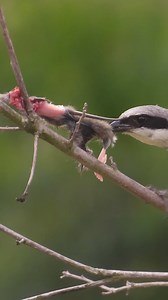 13K views · 93 reactions | This bird looks cute, acts like a serial killer, and is one of Alabama’s weirdest animals. The loggerhead shrike is a songbird with the heart of a killer. It hangs dead animals on fences to save them for later. Watch the video and click here to learn more: https://www.al.com/news/2023/12/this-bird-looks-cute-acts-like-a-serial-killer-and-is-one-of-alabamas-weirdest-animals.html Photos courtesy of Michelle Reynolds. | al.com | Facebook