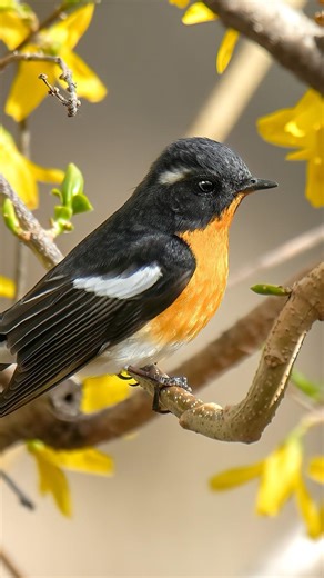 Mugimaki Flycatcher with a7C II & TAMRON 150-500mm #birdwatching