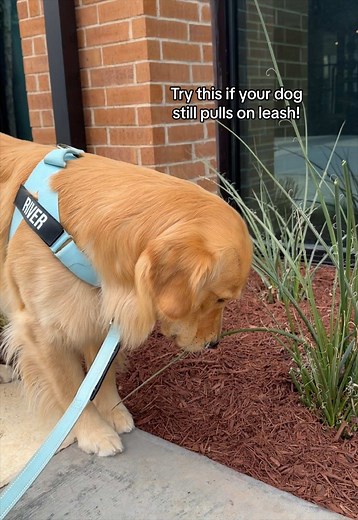 Stop Your Dog from Pulling on Walks with This Harness