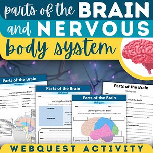 Parts of the Brain Nervous System Webquest Human Body Systems Activity Neurons