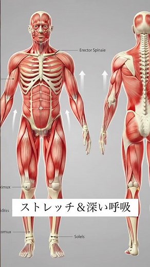 良い姿勢の鍵を握る抗重力筋とは？ #整体 #整骨院 #マッサージ #癒し #asmr #接骨院 #腰痛 #massage #パーソナルトレーニング #川口市芝中田