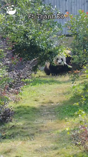 Mint_Pandas Map trên TikTok