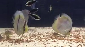 21 reactions · 3 comments | Heckel Discus (Novo Airao) | Simply Aquatics | Facebook