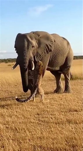“Elephant Saves Monkey From Cheetah Attack!”