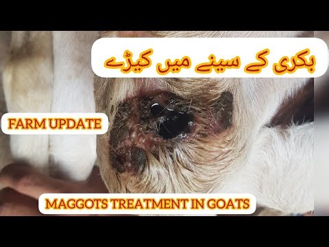 FARM UPDATE || BAKRE K SEENE ME KEERE LAG GAE || Maggots treatment in GOATS