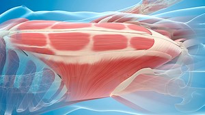 Abdominal Strengthening for Diastasis Recti - StrengthSpace