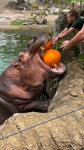 1.9M views · 79K reactions | Hungry hippos enjoying their pumpkin treat 鍊鍊 ViralHog | MetDaan Animals | Facebook