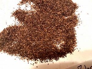 American Rhododendron Seeds (rhododendron Maximum) - Etsy