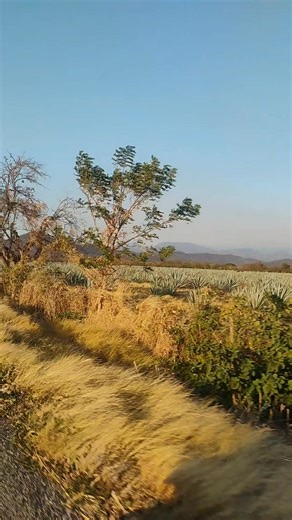 Marcado LH | #oaxaca #LaVentosa | Instagram