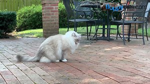 7.9K views · 379 reactions | This video features my 12-year old blue lynx mitted Ragdoll cat Trigg vomiting after eating grass. I happened to have my iPhone on me to film this - worked out great for an upcoming blog post. Not the most fun video, though. | Floppycats | Facebook