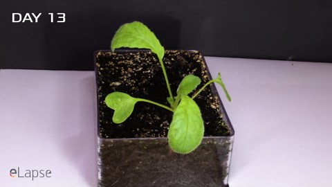 Growing radish from seed - fail (15 days timelapse)