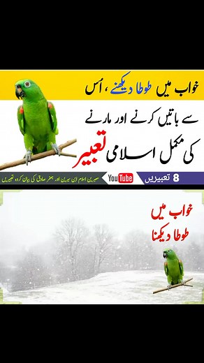 Interpreting Dreams: Parrot Symbolism and Meanings