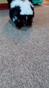 #skunk #houseskunk #petskunk 🦨 #fyp #domesticskunk | Yetitheabominable