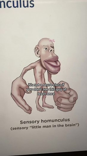The Sensorimotor Homunculus in Neuroscience College Courses