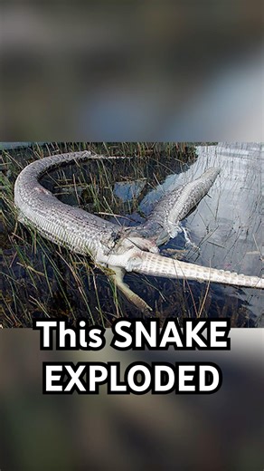 Snake EXPLODES after a big meal #snake #animals #florida #wildlife #crazy #crazyanimals #nature
