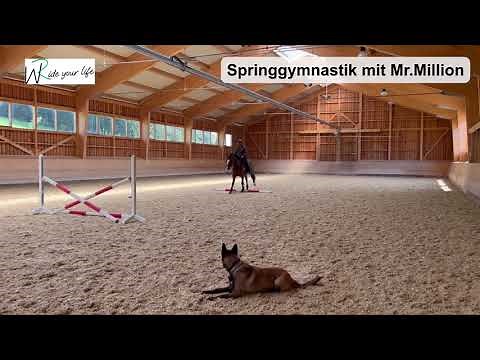 Einblick in die Springgymnastik mit Mr. Million. Springübung für junge und ältere Springpferde.