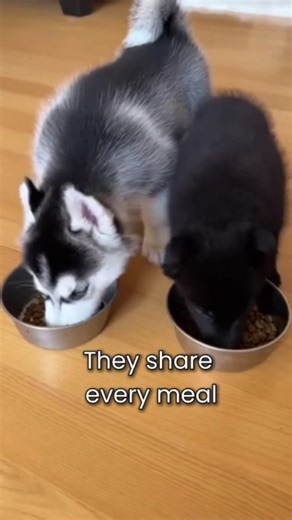 @yamatosenseii on Instagram: "The Silver and The Shadow The Alaskan wilderness was a world of endless white, where the wind whispered through the ancient pines. Yamato, a young boy living in a remote cabin, had a spirited Siberian Husky puppy named Koda. Koda was a ball of silver fur and boundless energy, always eager to explore beyond the safety of the porch. One afternoon, while chasing a snowshoe hare, Koda wandered deeper into the woods than he ever had before. The trees grew thick, and the