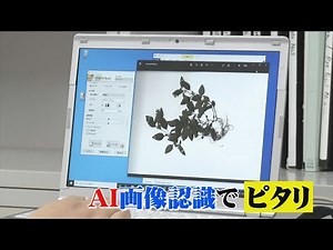 正答率96.4%…「AI画像認識」で植物の名前をピタリ判定