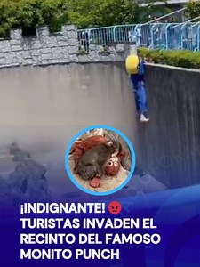 ¡Indignante! 😡Turistas invaden el recinto del famoso monito Punch en Japón. 🐵 #TikTokInforma #TikTokMeHizoVer #noticias #Japon #Punch