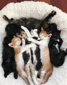 Cuddles💝💝 | Pets Life