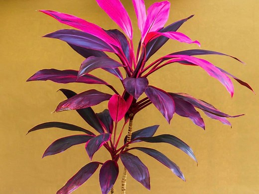 How to grow, prune and propagate cordyline
