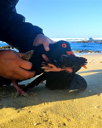 1.1M views · 10K reactions | Saving Red-billed Oystercatchers from fishing line! | MetDaan Tips | Facebook