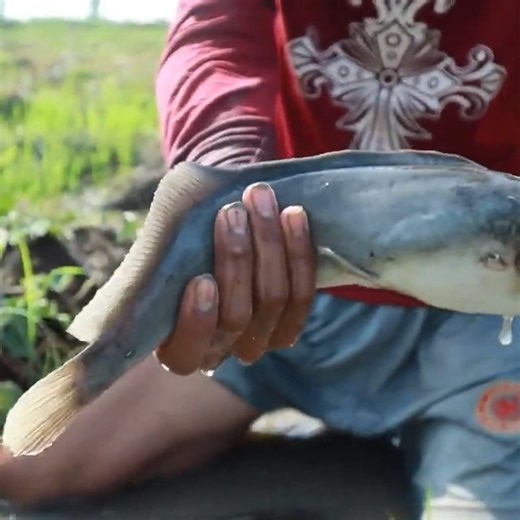Amazing Fishing! Catch monster catfish underwater in the fields with the best fisherman! | Pet Lovers