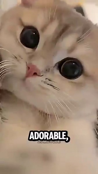 Top 5 Cutest Animals That Will Melt Your Heart 🥰