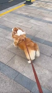 Super small hips! ! ! ! ૮・ᴥ・ა ♡ •⁣⁣⁣⁣⁣⁣⁣⁣⁣⁣⁣⁣⁣⁣⁣⁣⁣⁣⁣⁣⁣⁣⁣⁣⁣⁣⁣⁣⁣⁣⁣⁣⁣⁣⁣⁣⁣⁣⁣⁣⁣⁣ 🎥 babydog.06 #corgi | Corgi Appreciation