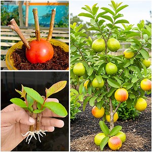 Learn how to grow guava from stem at home | Simple method for beginners | Amd MultiMedia