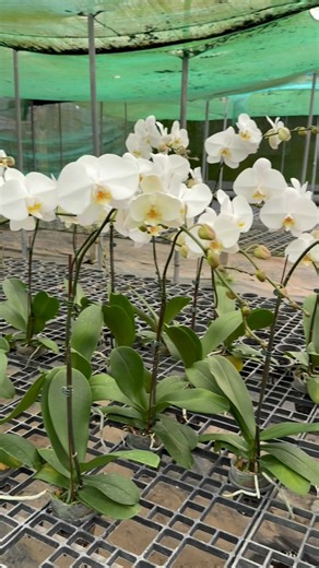 25 reactions · 6 comments | TAIWAN PHALAENOPSIS available We ship nationwide same day delivery via lalamove to nearby areas 1 day transit bus cargo within Luzon (pick up at terminal) 1 day transit via air cargo to Vis/Min (pick up at airport) WHOLESALE AT 20pcs. | Mega Orchids | Facebook