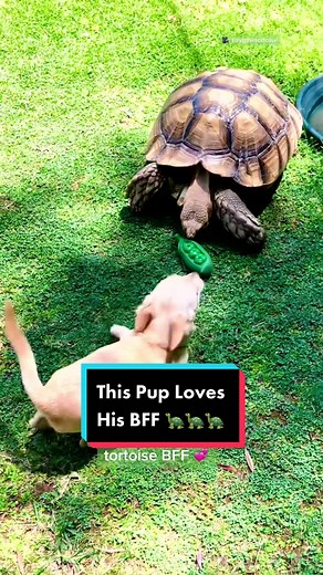 Dog and Tortoise Best Friends: Is it Cruel to Keep a Tortoise as a Pet?