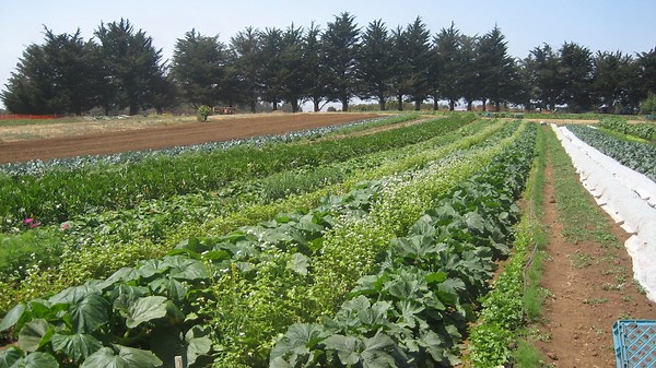 Agroecology Rising: How Sustainable Agriculture Can Combat Climate Change