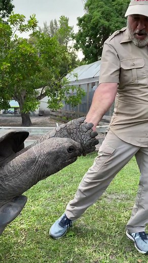Giant Tortoise Gives High Five: Hilarious Encounter!