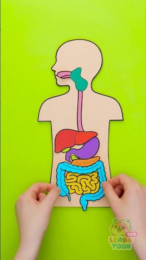 🧠 Do You Know 🫀 How Your Organs Work? 😲 Let’s Learn Together! 🌈