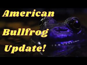 Does the American Bullfrog Make a Good Pet?