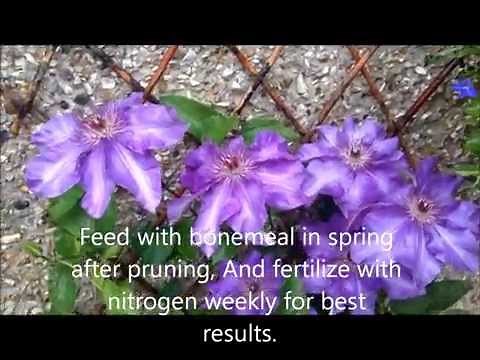 Clematis Daniel Deronda in bloom, Help Care and instructions.