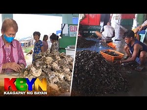 KBYN: Hamon at pagsubok sa paghahango ng tahong at talaba