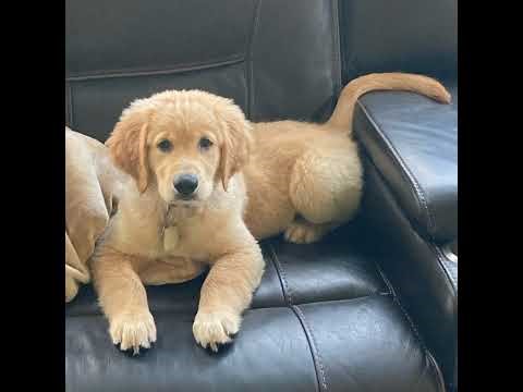 The Binding of Isaac Mega Modded #5