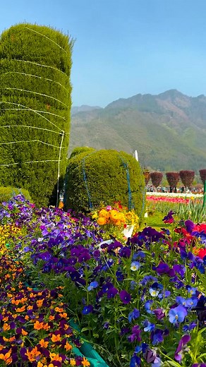 917K views · 38K reactions | Tulip  Garden 華 #Kashmir #beautiful #flowers #Short #video | Nature Explore | Facebook