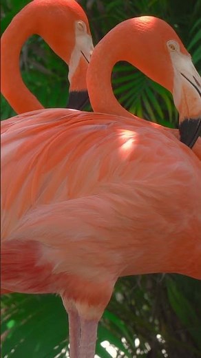 Stunning Flamingo Feathers Up Close 🦩 #HDRshorts #birds #nature