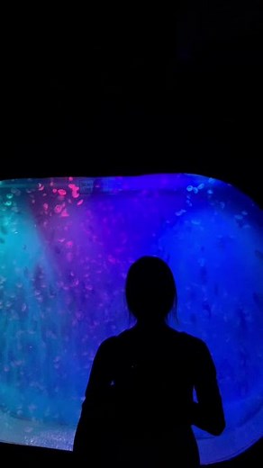 Captivating Aquatic Display: A Colorful Aquarium Experience