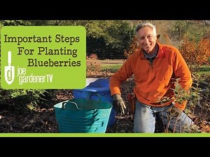 Blueberries - Important Steps to Plant & Grow Successfully