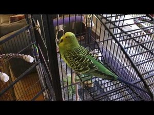 Disco Practices Goodness Gracious