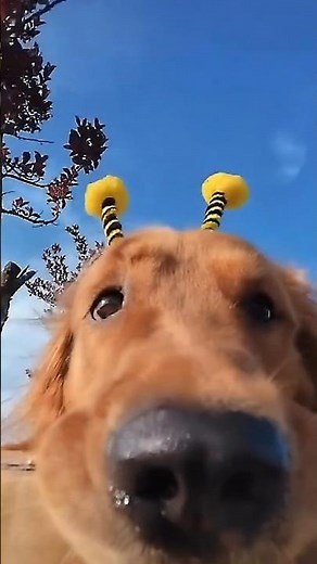 Dog Cuteness Overload 😍 | Cute Puppy Face Moments | Adorable Dog Video