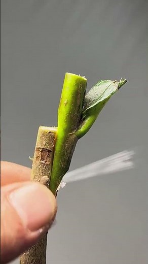 Just align the cambium layers, and leave the rest #graftingtechniquessharing #graftingtechniques