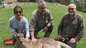 9.1K views · 73 reactions | Locals in Chirnside Park lined the grounds of the Heritage Golf and Country Club on Tuesday evening after being informed a kangaroo cull would be taking place – including a much-loved elderly male roo known as ‘Big Al’ or ‘Mr Scarface’. | Sky News Australia | Facebook