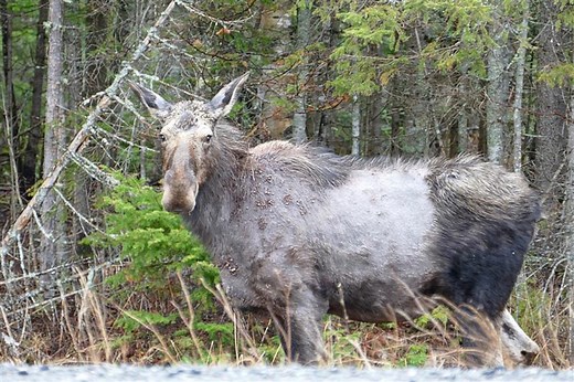Not your average ‘creepy-crawly:’ Winter ticks kill Michigan’s moose