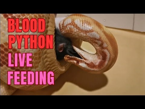 Bloodpython violent strike. Bloodpython vs. Rat. #livefeeding
