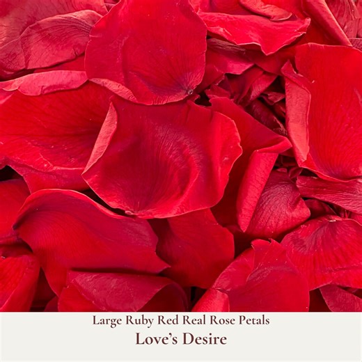 1 Litre Ruby Red Rose Petal Wedding Confetti - Real Biodegradable Large Rose Petals - Flower Girl Basket Petals - Wedding Aisle Decoration - Etsy Australia